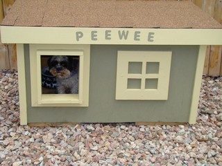 Pee Wee - Colorado